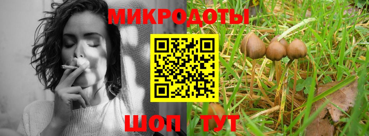 Галлюциногенные грибы Psilocybine cubensis Торжок